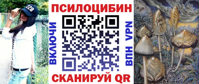 купить   Княгинино  Галлюциногенные грибы Psilocybe 